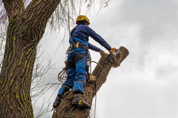 Best Tree Care Services  in Jenks, OK